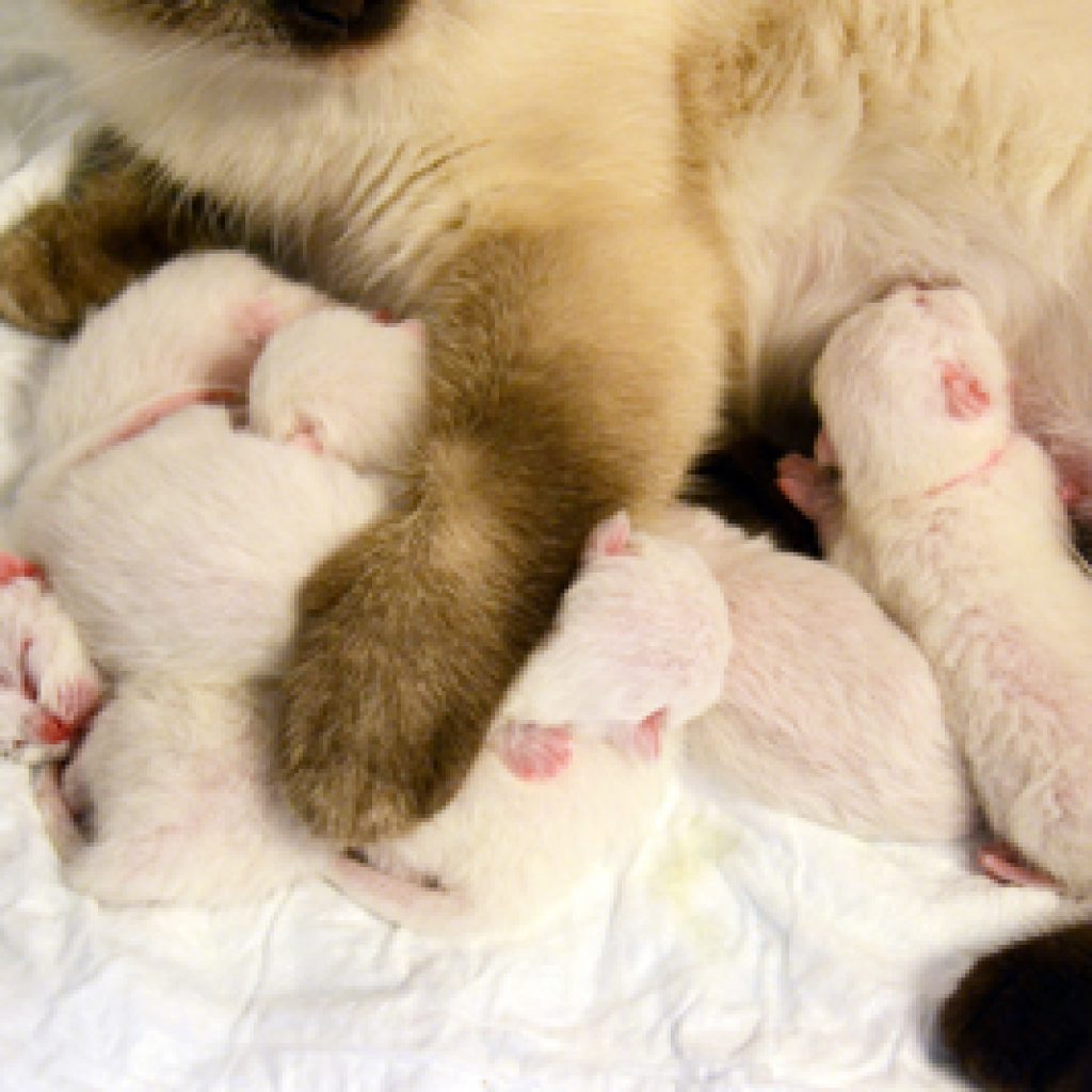 De kittens zijn 3 dagen oud: zorgzame mama en een mooi nestje!