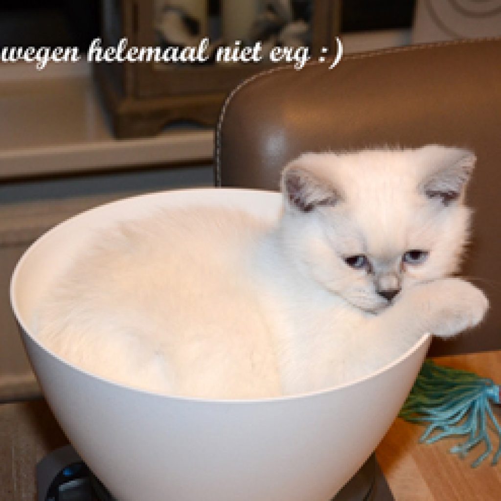 De mopjes zijn 12 weken: Actief, speels en klaar om te vliegen!