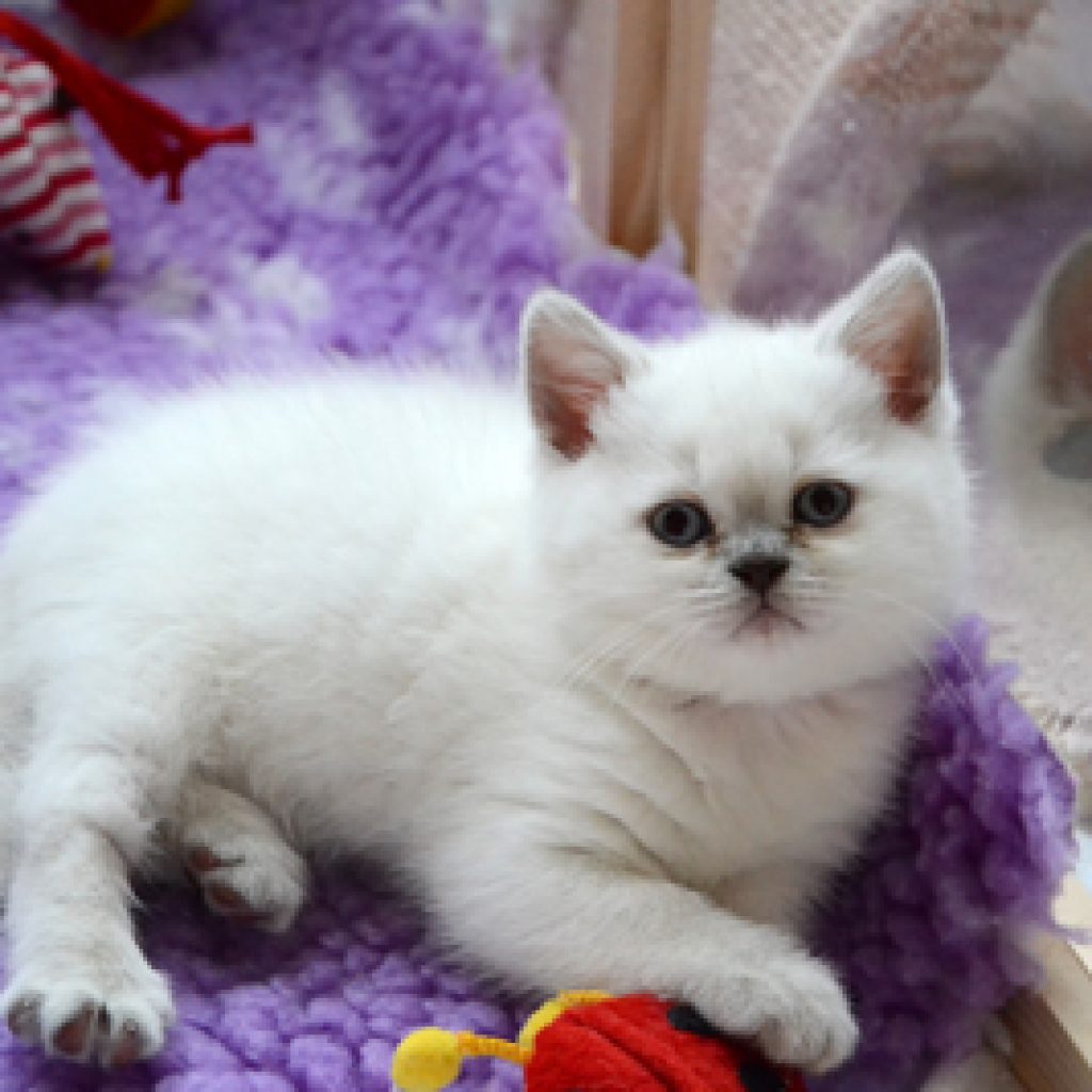 Kittens 7 weken: Virus blijft, maar de energie is terug!