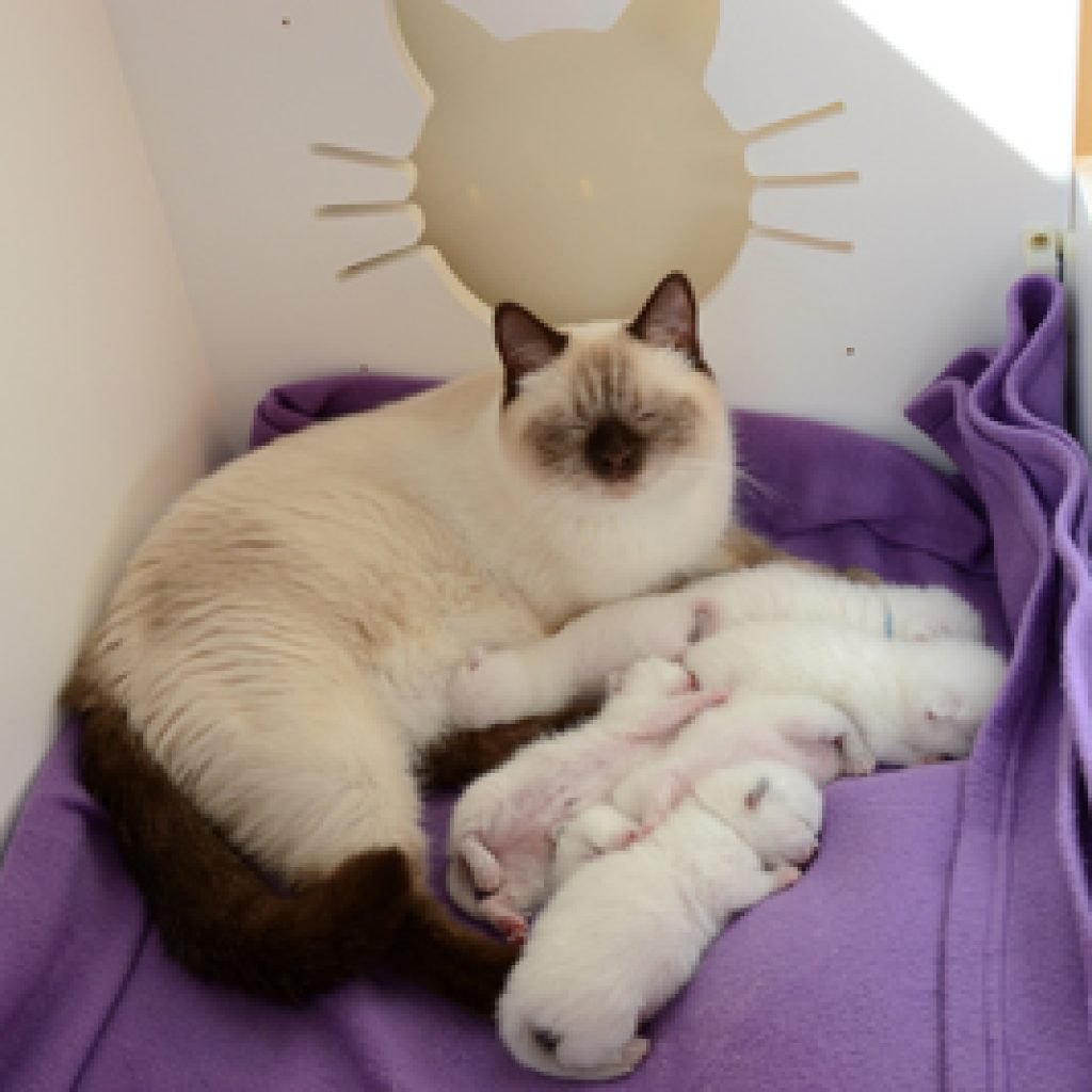 Onze kittens zijn 1 week oud: kleine witte pluizebolletjes!