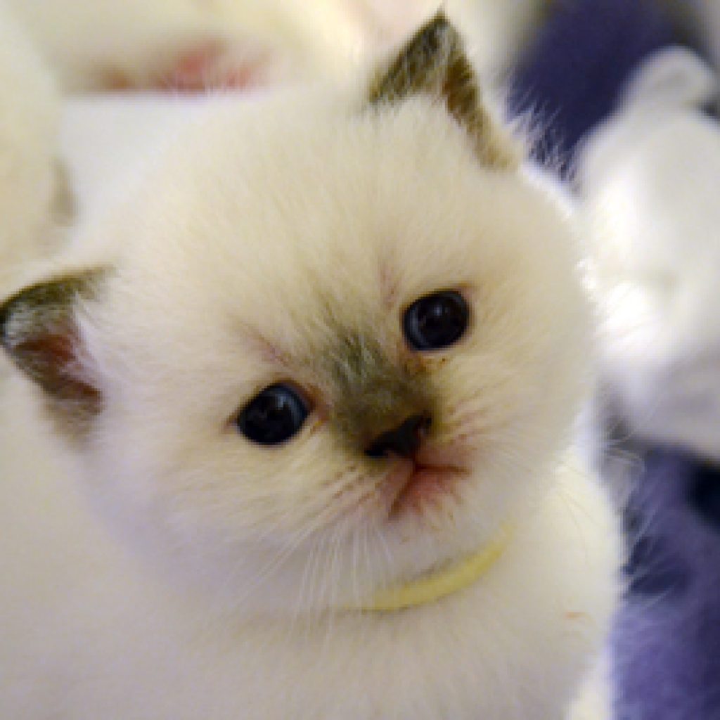 Dodger vindt een liefdevol nieuw thuis!