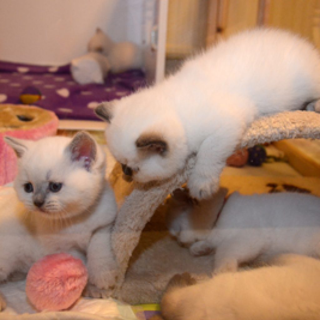 De kittenstreken beginnen! Onze 5 weken oude moppies stuiteren!