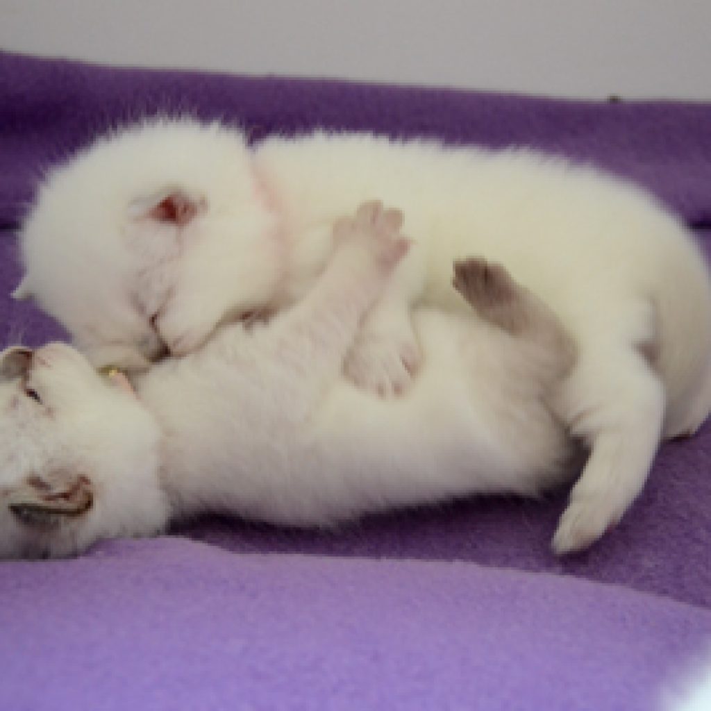 Kittens 3 weken oud: Ravotten, groeien en eerste avonturen!