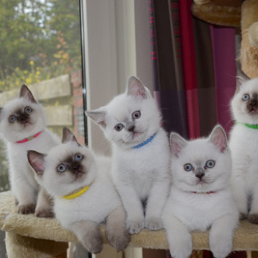 De avonturen van de kittens: 9 weken vol spelen en ontdekken!