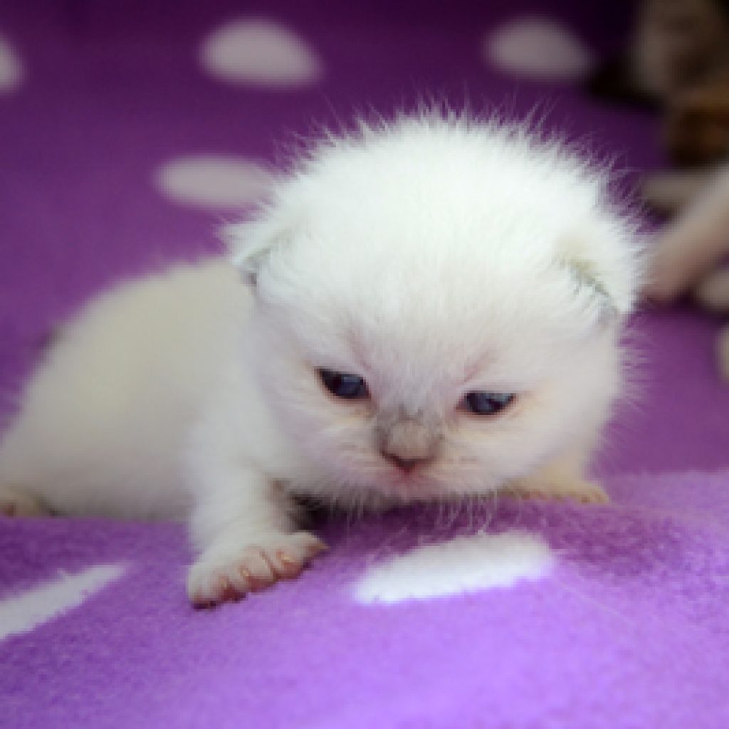 Kittens 2 weken oud: Oogjes open, eerste stapjes & namen gekozen!