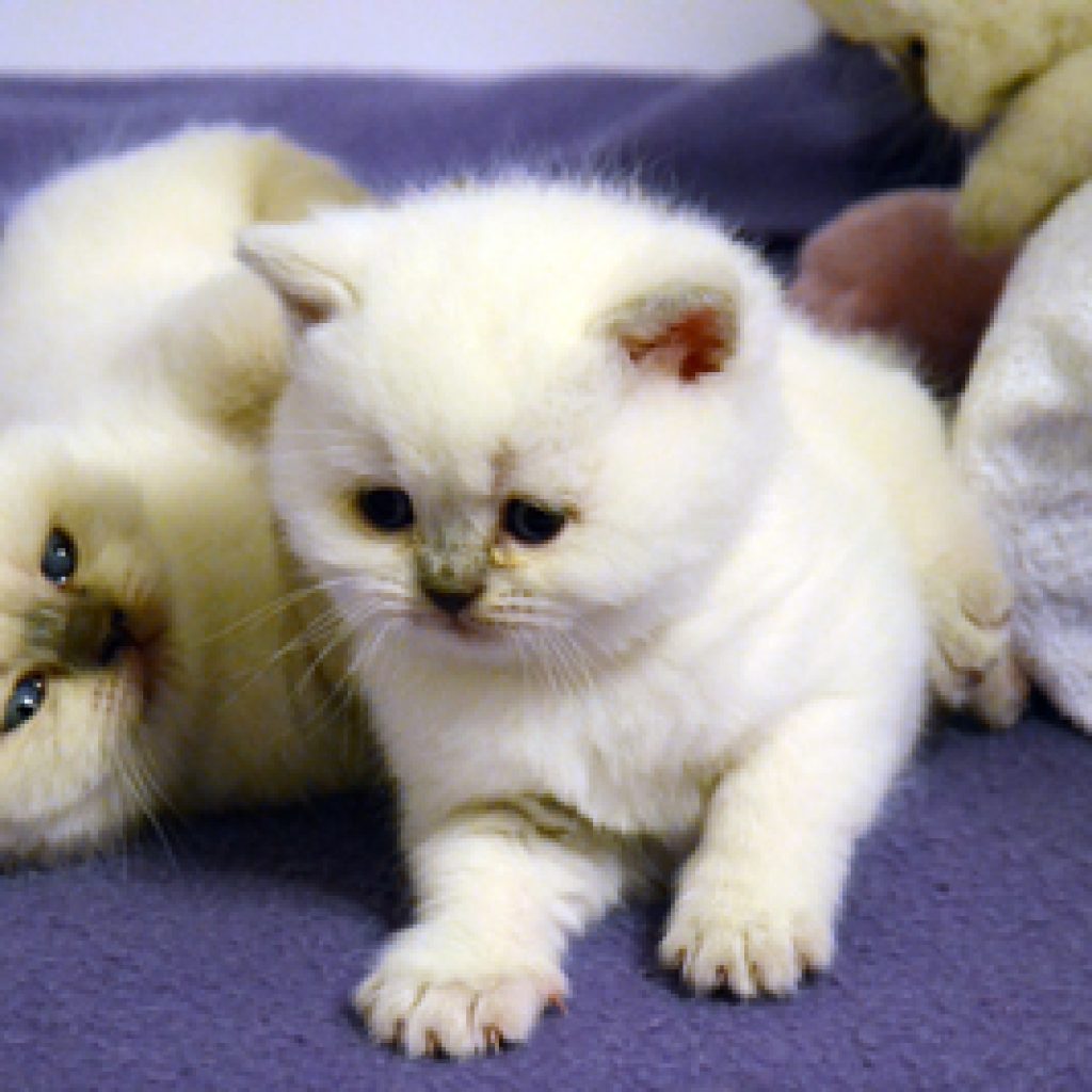 Kittens 4 weken oud: eerste stapjes buiten de werpkist!