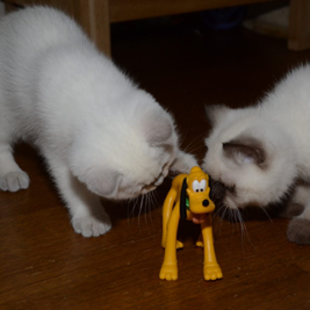 De kittens zijn 10 weken: Spelen, knuffelen en genieten!