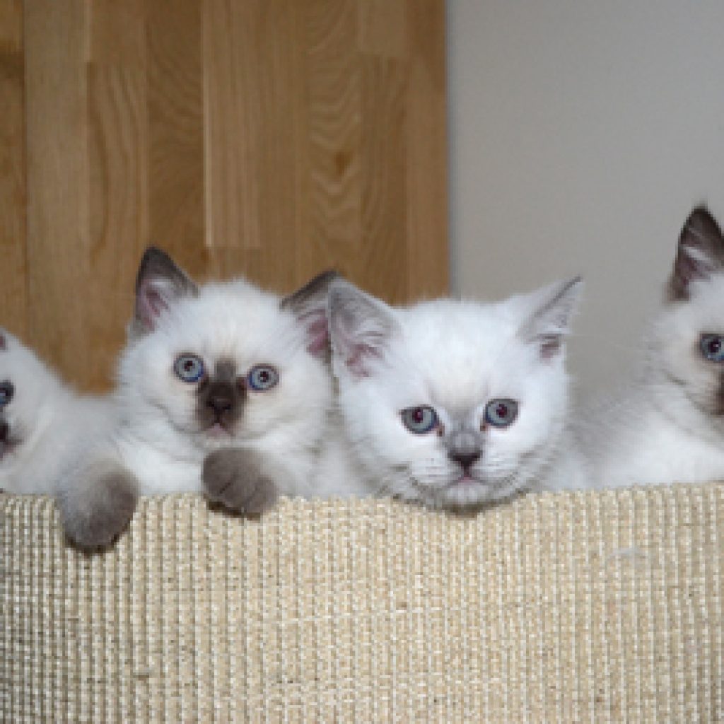 Kittens 8 weken: Vrijheid, plezier en groei!