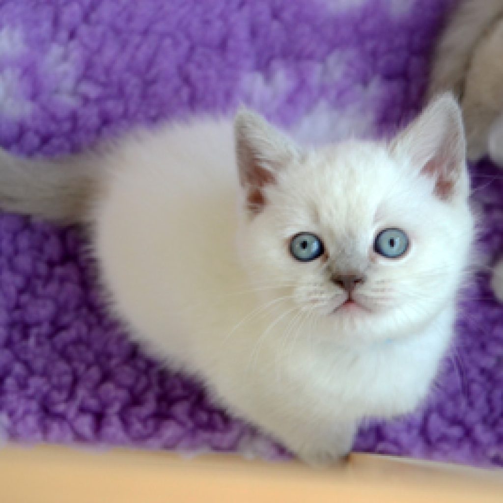 Cody gaat naar Gerrie & Patricia en krijgt een maatje